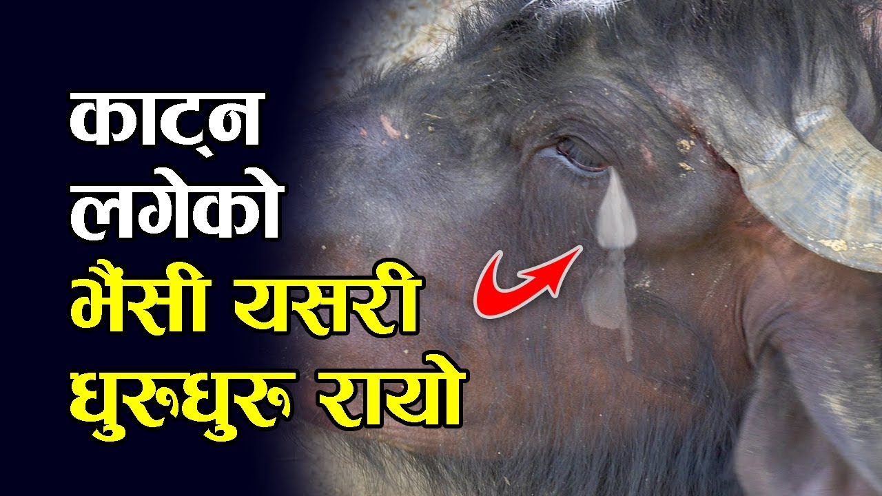 काट्न ठिक्क पारेको भैंसीको उद्धार गर्दा यसरी धुरुधुरु रोयो