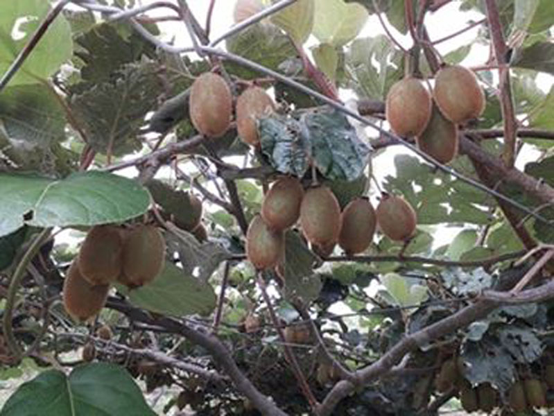 दाजुभाइको नमुना किवी फार्म