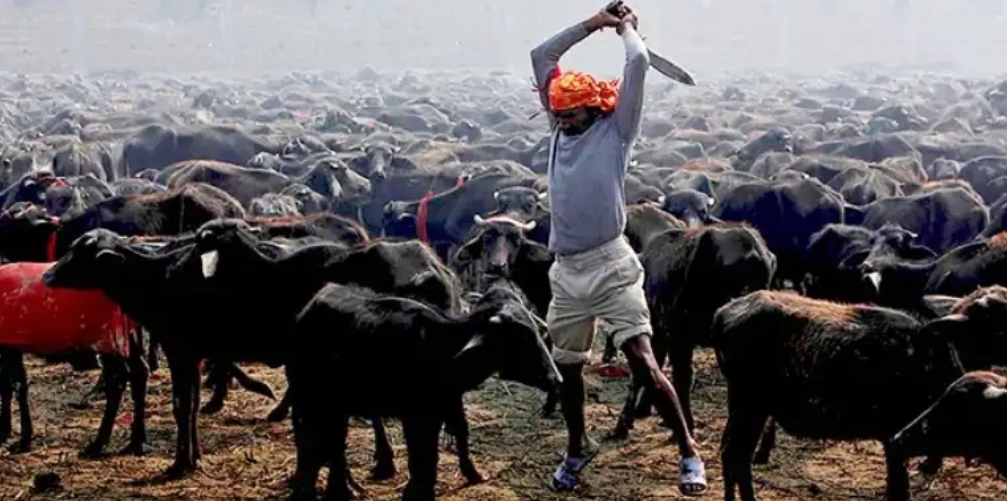 गढीमाई मन्दिरमा पशुबलि रोक्न बिहार सरकारको अपिल