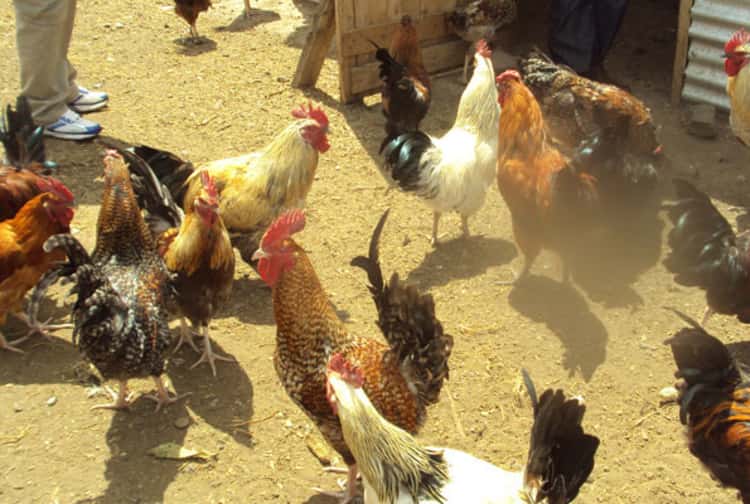 गिरिराज कुखुरापालन गर्नुहाेस, घरमै बसि आम्दानी लिनुहोस्
