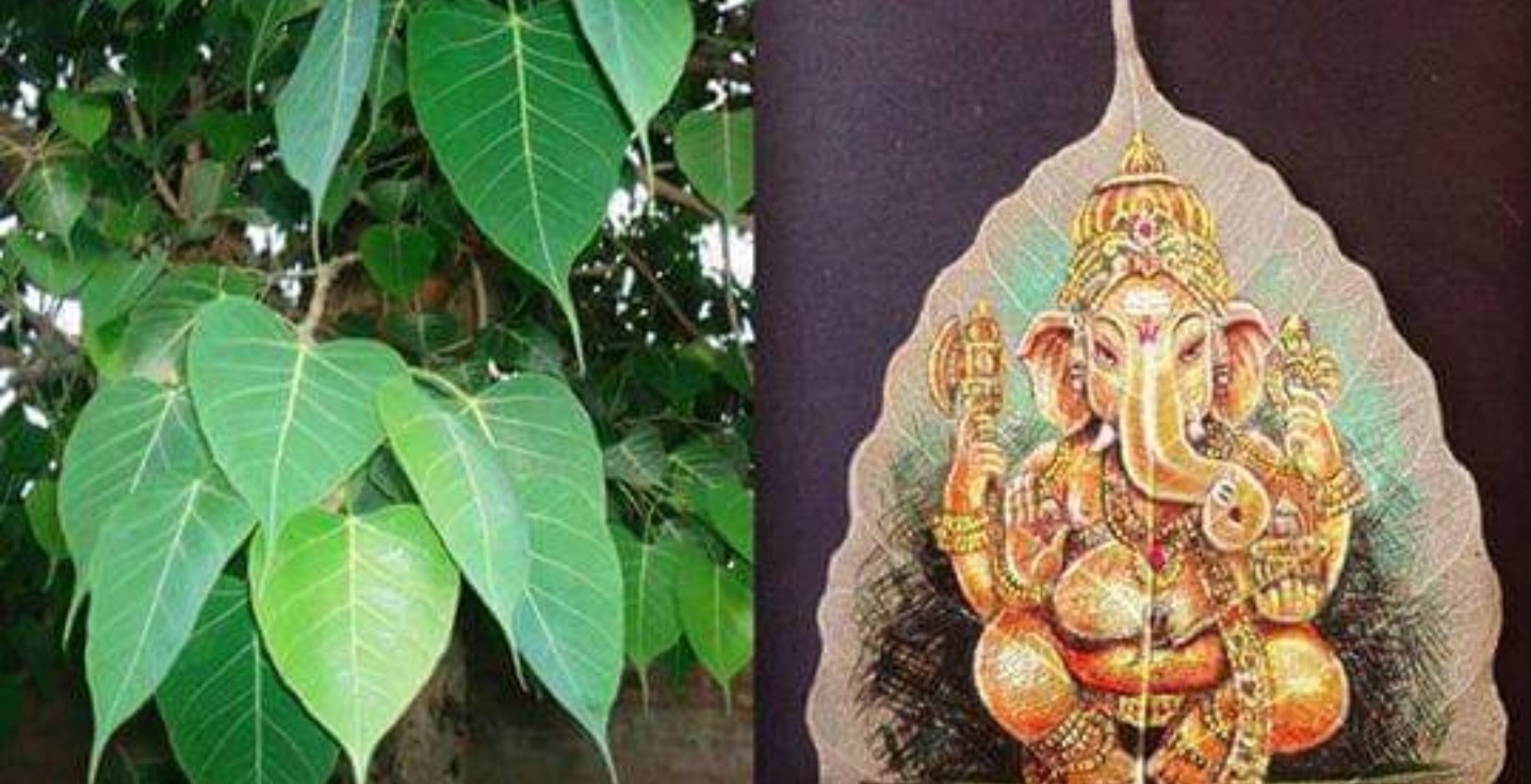 पिपलमा विधिपूर्वक पुजाआजा गर्दा घरमा सुख शान्ति आउँछ, के हो पूजा गर्ने विधि ?