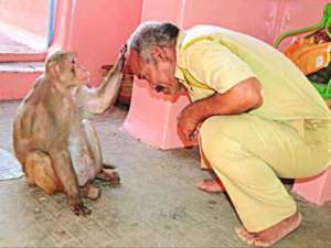 जहाँ हनुमान मन्दिरमा मानिसले होइन बाँदरले गर्छ पूजा, भक्तलाई दिन्छ आर्शिवाद