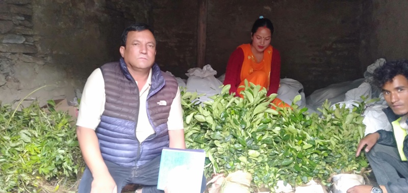 जडीबुटी कृषकलाई एक लाख बिरुवा वितरण गरिने