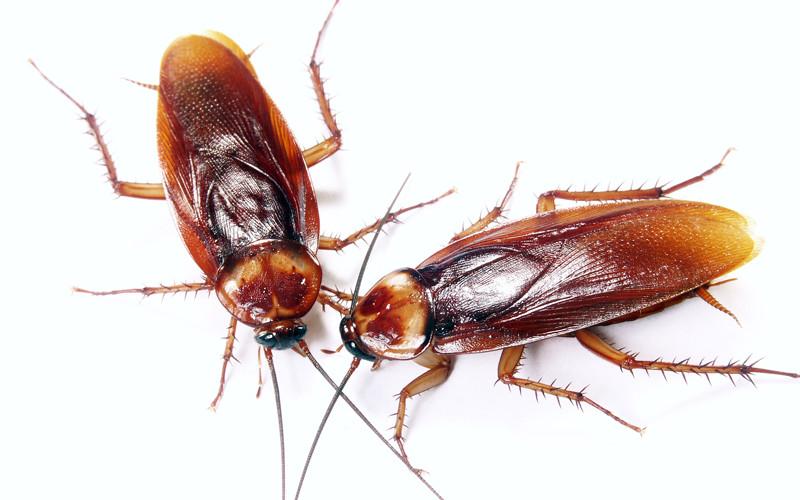 साङ्लोले सतायो ? अब यसरी भगाउनुस्