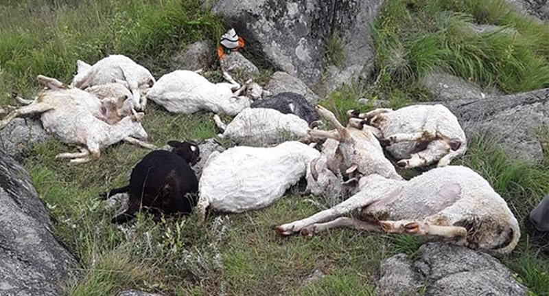 यसरी भेडापालनमा रमाउँदै जुम्लाको तिलाबासी