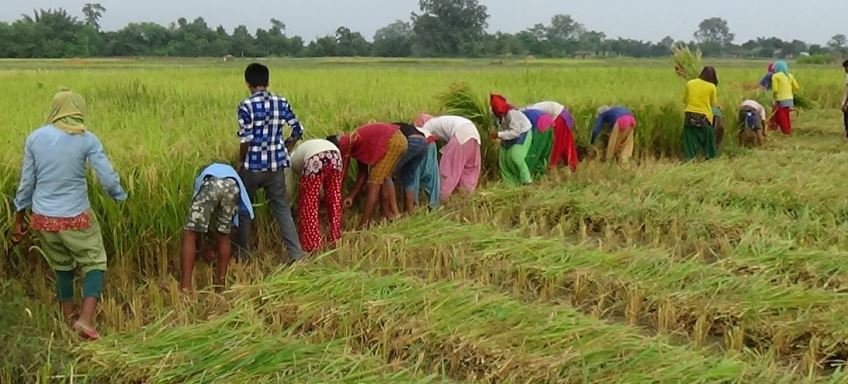 पाक्न लागेको धानमा आगो लगाउँदै झापाका किसान