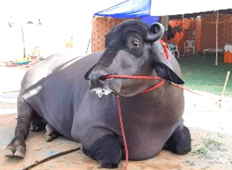 यो राँगोको मूल्य १५ करोड भारु ! कारण यस्तो ...