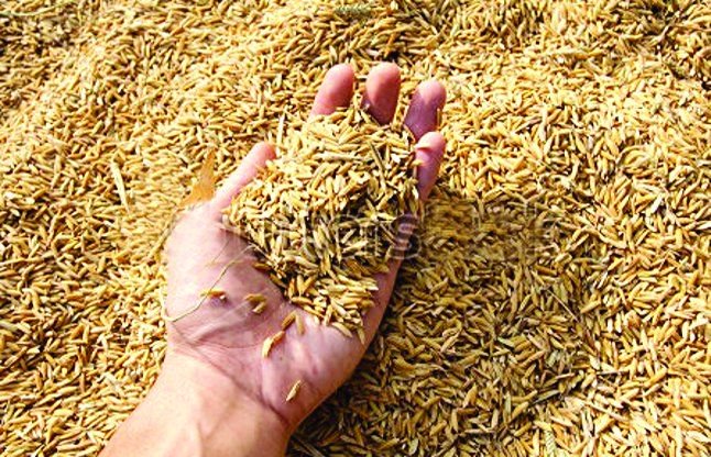 धानको मुल्य १० प्रतिशत बढेपछी धान बेच्न पालो कुर्दै किसान