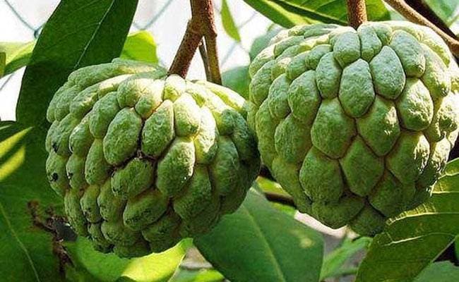 आँखाको तेजलाई बढाउन खानुहोस् शरिफा