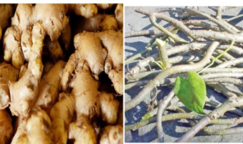 'अदुवा चिया र गुर्जो सेवनले ठीक भयो कोरोना'