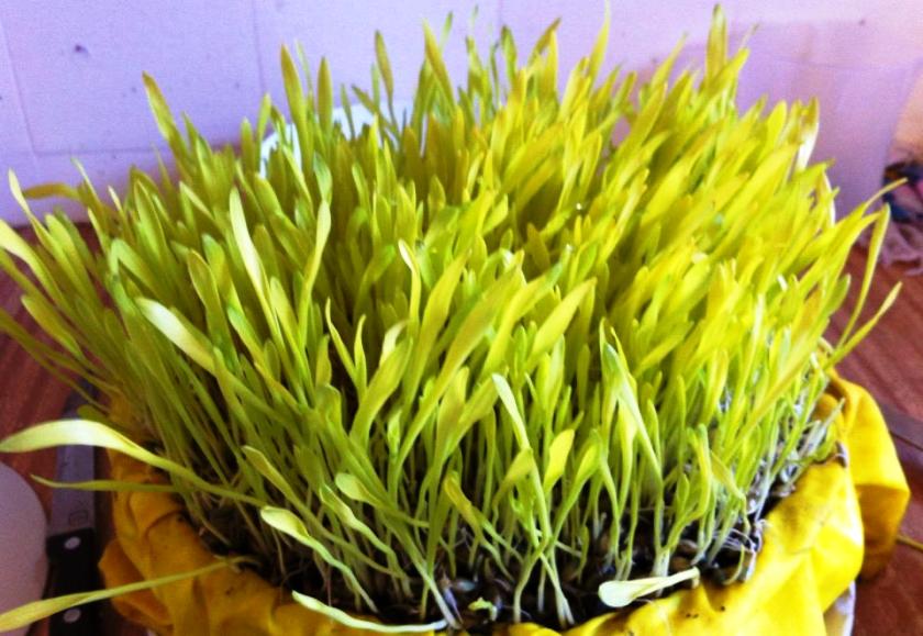 जमरालाई नफाल्नुस्, यस्ता छन् यसका अद्वितीय फाइदा