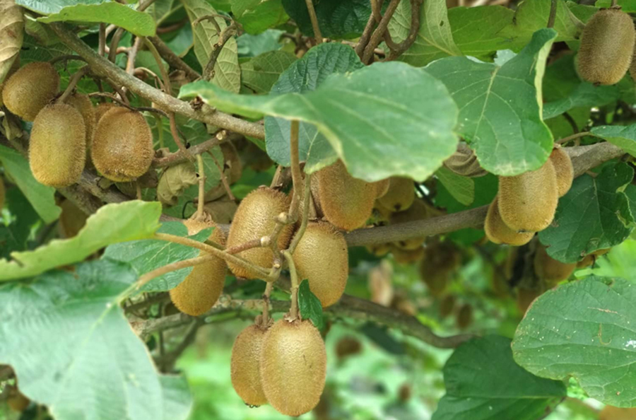 धान मासेर लगाइएको किबीले मालामाल