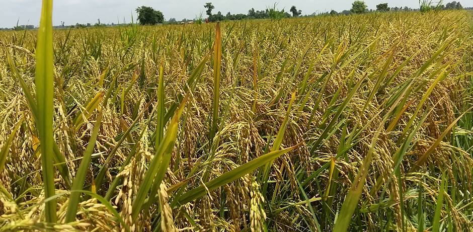 गत वर्षको तुलनामा यो वर्ष ७० हजार मेट्रिकटनले धानको उत्पादन बढ्यो
