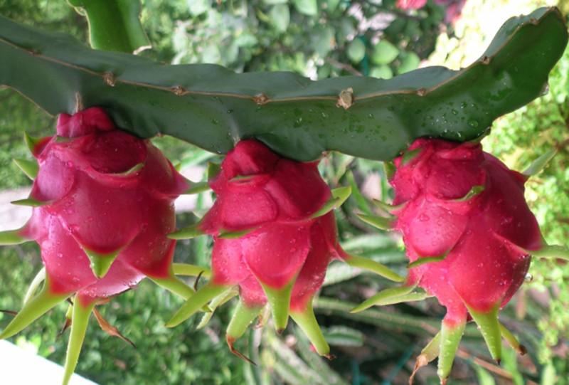 किसानलाई ड्रागन फ्रुटको बिरुवा वितरण