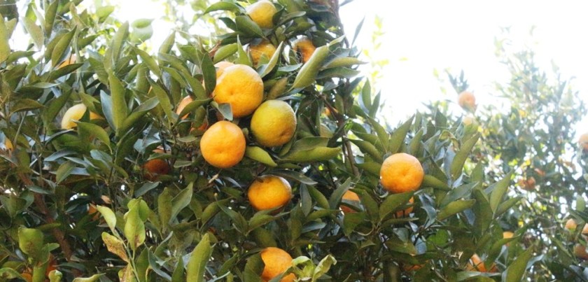 सुन्तला उत्पादनमा कमी
