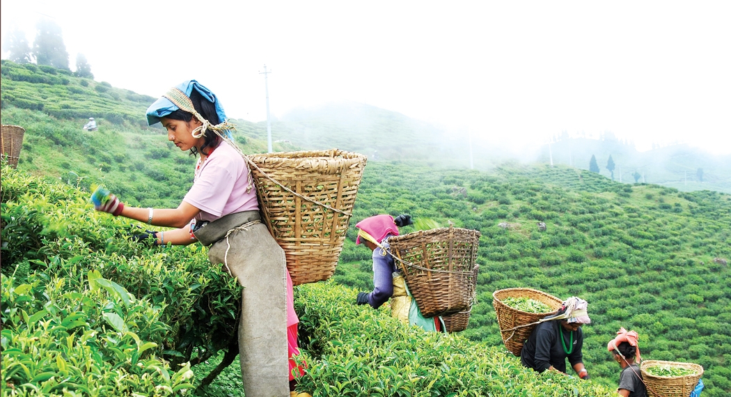 चियामा एकपछि अर्को उपलब्धि