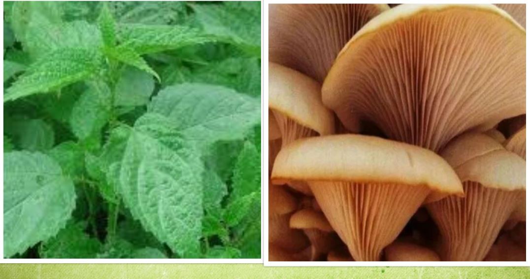 स्वरोजगारका लागि च्याउ र सिस्नु खेती गरिँदै