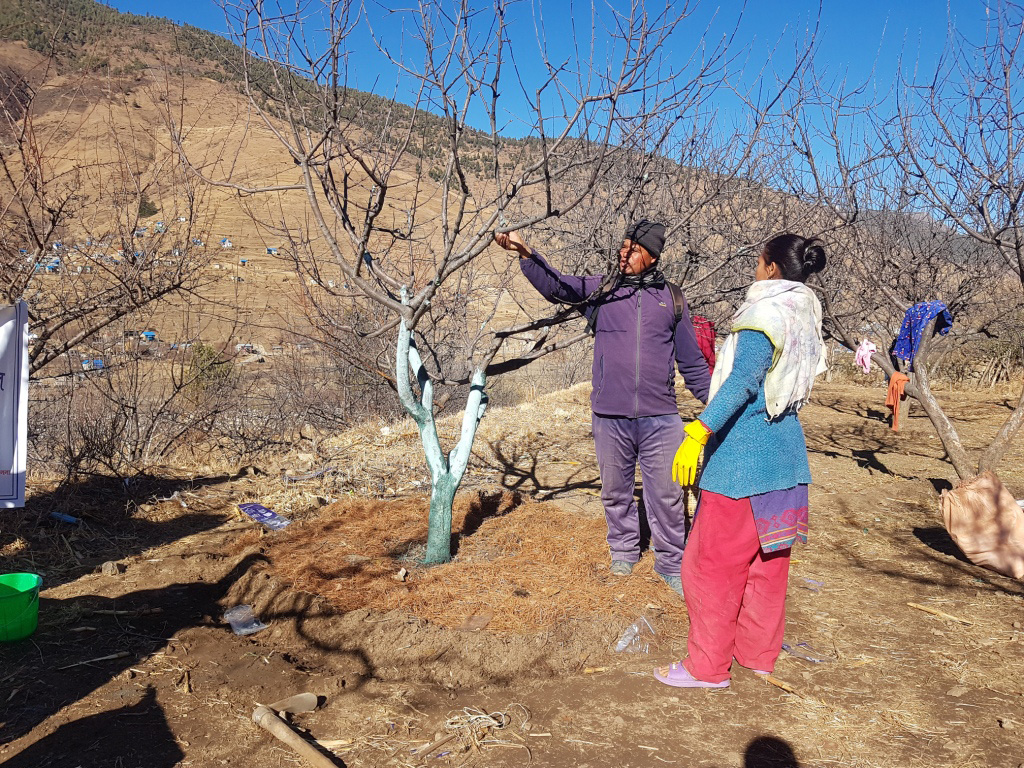 स्याउ बगैँचा काँटछाँट तथा व्यवस्थापन गर्न सिकाउँदै कृषि प्राविधिक