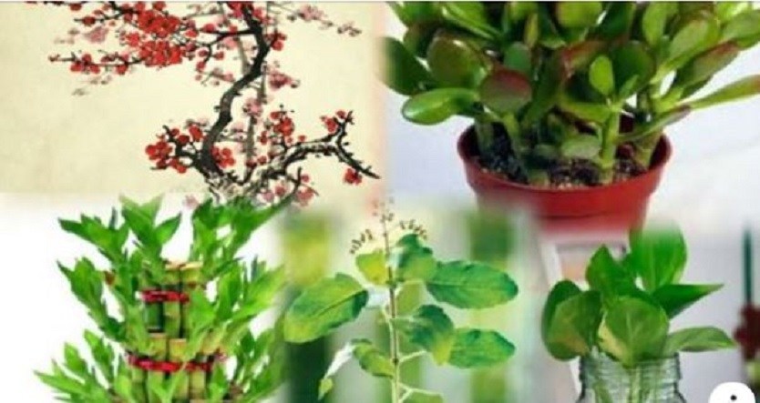 वास्तुशास्त्र : घरमा यी बिरुवा रोप्नु भयो भने हुनेछ फलिफाप !
