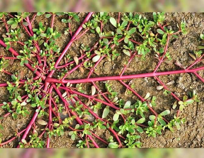 घरमा उम्रने यो झार नफ्याँक्नुस्, यसमा हुन्छन् अनेकौं गुण