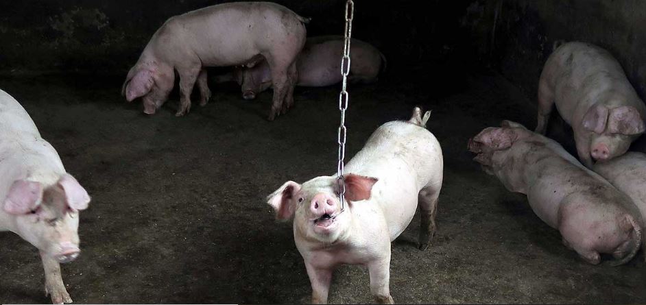 चीनमा फैलियो नयाँ स्वाइन फीवर, एक हजार सुँगुर संक्रमित