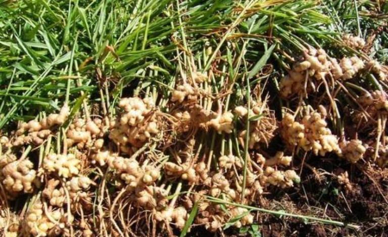 ग्राहक नआएपछि अदुवा बारीमै : कृषकहरु चिन्तित