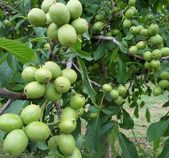 टर्कीको च्यान्दुलर ओखर,हुम्ला पुग्यो