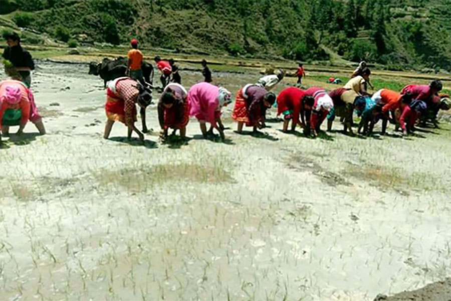 मार्सी धान फलाउन छुमचौर पर्यटकीय गन्तव्यको सूचीमा