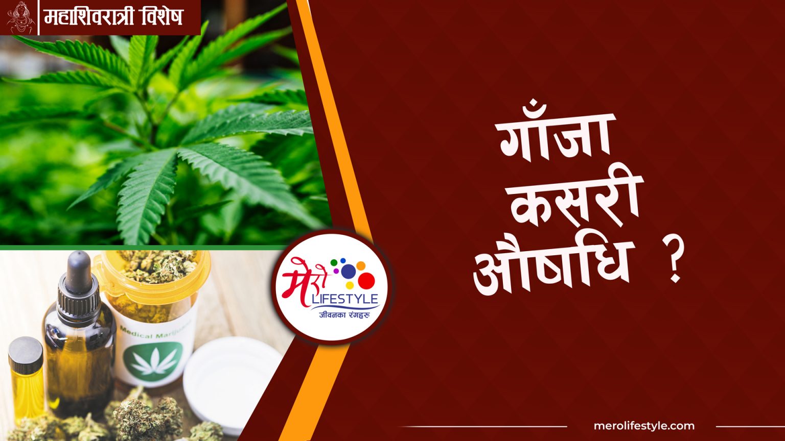 गाँजाः कसरी मेडिकल प्लान्ट टु ड्रग्स भयो ?