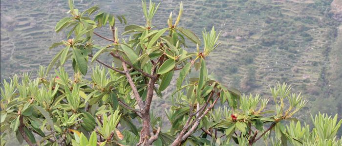 फुलेन लालीगुराँस, फलेनन् चुत्रो र ऐँसेलु