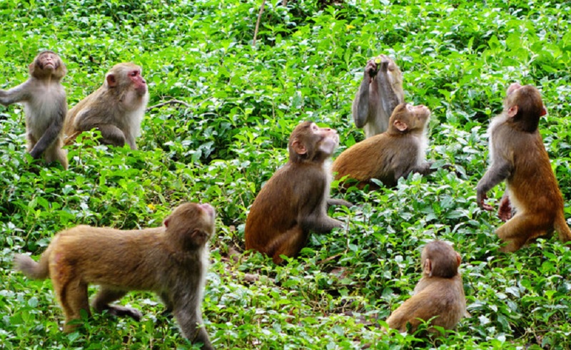 बाँदर संरक्षणमा जुटे भियतनामका किसान