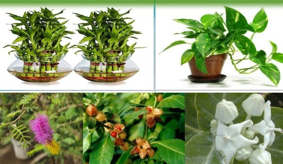 घरमा यी बिरुवा राख्नुभयो भने पैसाको बर्षा हुनेछ : यी हुन् भाग्य सूचक वा पैसा फलाउने बोट