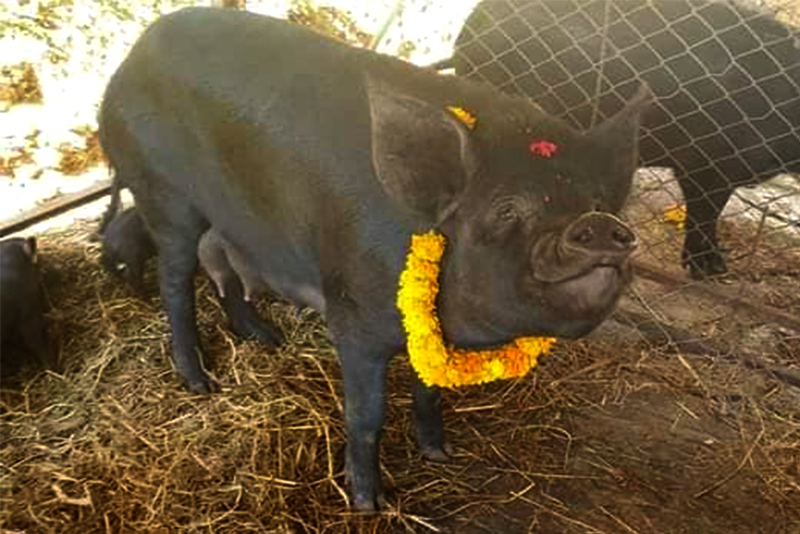 रुकुमेलीले सुँगुर पूजा गरी देवतासँग पानी मागे