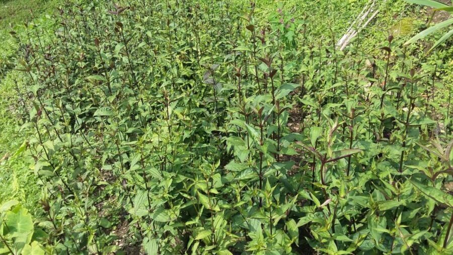 यस वर्ष चिराइतोको मूल्यमा वृद्धि, किसानलाई राहत