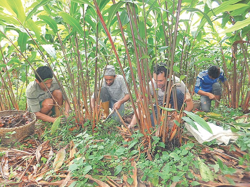 इलाममा छिर्के, फुर्के र जुरजुरे रोगका कारण अलैँची मासिदै, किसान चिन्तित