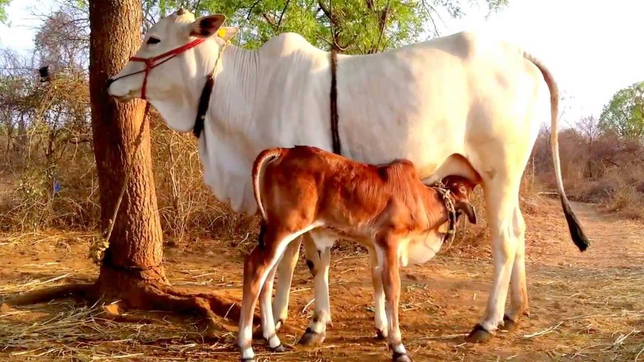 भारतमा गाईलाई राष्ट्रिय जनावर घोषणा गर्न उच्च अदालतको आदेश