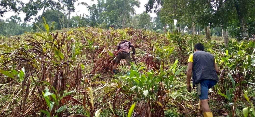 अलैंचीको मूल्य वृद्धिभन्दा उत्पादन घट्दाको चिन्ता