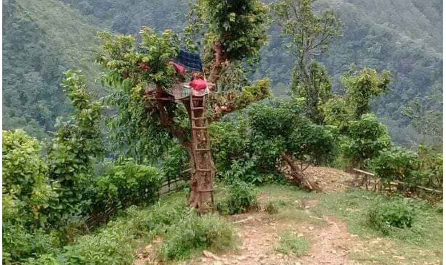 खोटाङमा अनलाइन कक्षा लिन रुखमै डेरा