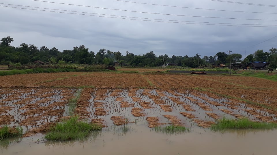 बेमौसमी वर्षाले धानबालीमा क्षति, खेत ताल बन्यो