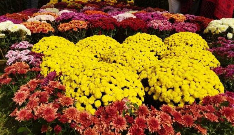 पुष्प प्रदर्शनीमा दुई दिनमा ३८ लाखको कारोबार