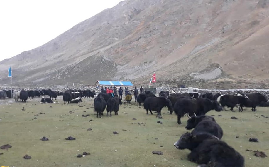 हिमपातले लिमीमा १५ सय चौरी उच्च जोखिममा