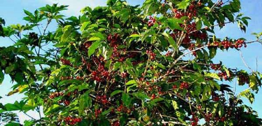 अब किसानले कफीखेतीको बीमा गराउन पाउने