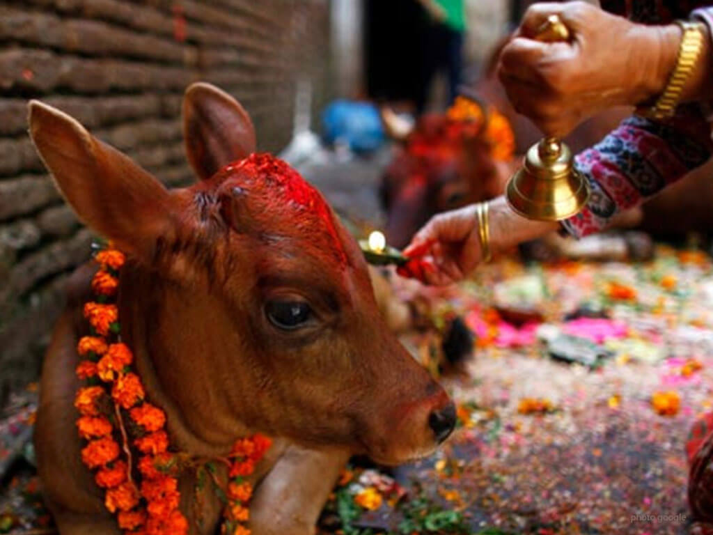 तिहारको चौथो दिन आज गाई, गोरु र गोवर्द्धनकाे पूजा गरिँदै