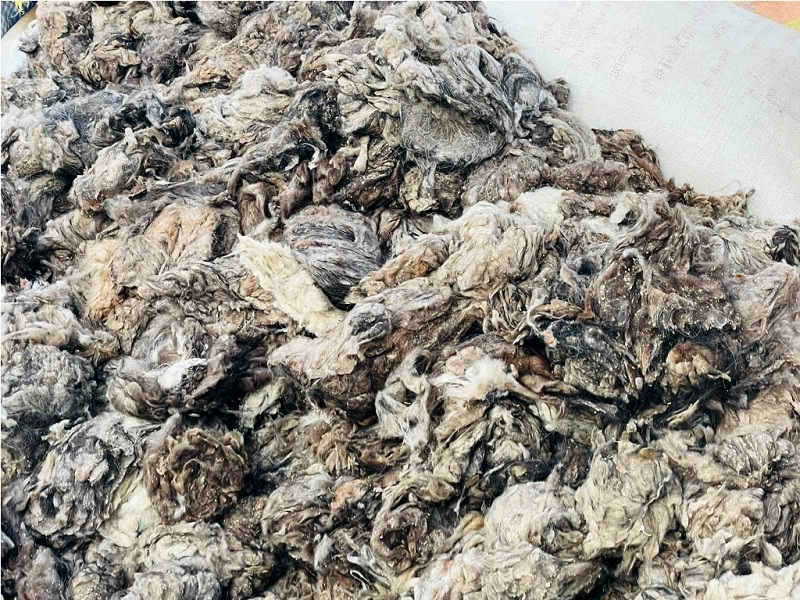 मुस्ताङ : पस्मिनाका लागि च्याङ्ग्राको भुवा सङ्कलन