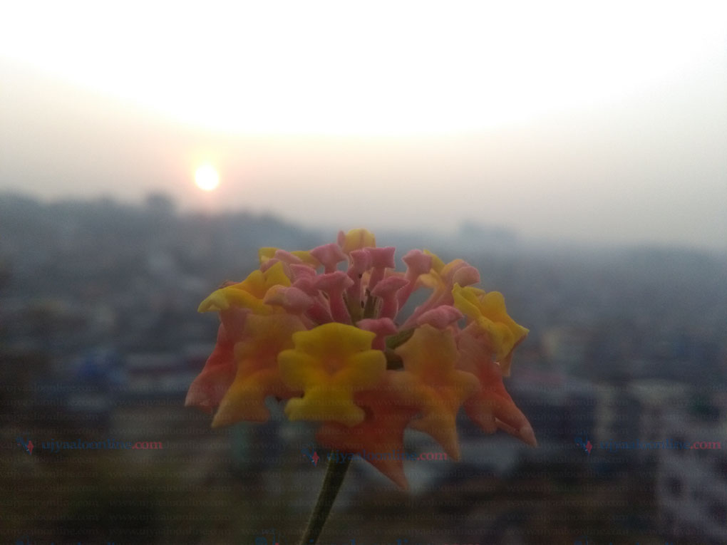 दिनप्रतिदिन चिसो बढ्दै