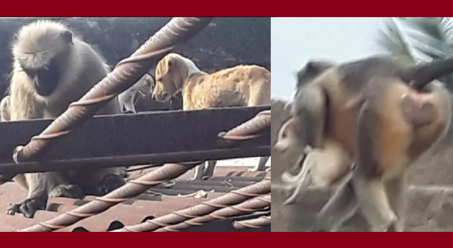 बाँदरले बदला लिनकै लागि कुकुरका २०० छाउराछाउरी मारेकाे हो त? यस्तो छ वास्तविकता