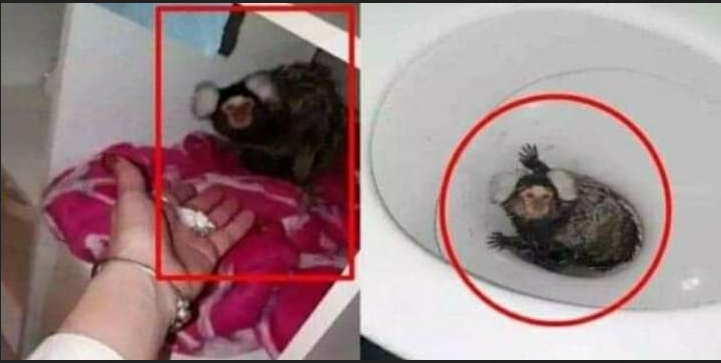 रमाइलोको लागि बाँदरलाइ यस्तो गर्दा जेल परिन महिला