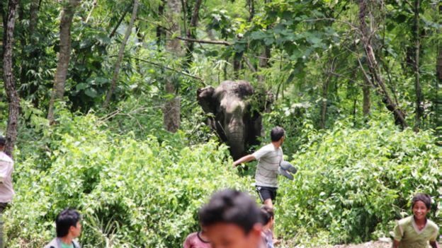 दमकमा अहिले भर्खरै हात्तीको आक्रमणबाट एक ब्याक्तिको मृत्यु