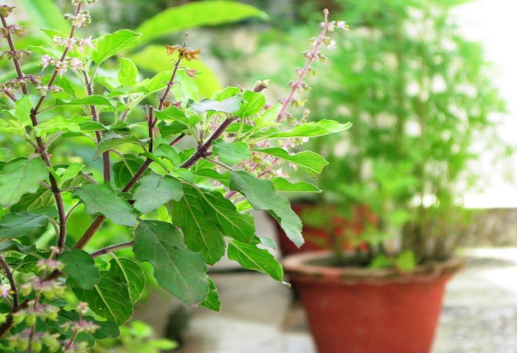 किन रोपिन्छ घरमा तुलसी ? यस्तो छ धार्मिक महत्व र नियम