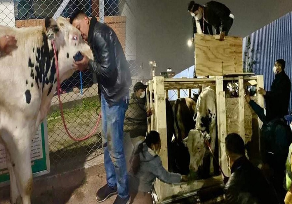 MCC पास भएपछी अमेरिकाबाट जहाज चढेर नेपाल आइपुगे सात वटा साँढे